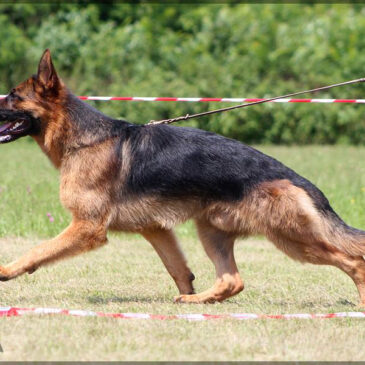 Koledar dogodkov KDNOS