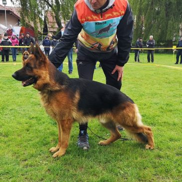 Rezultati 9. Memorial Rado Pliberšek Maribor 12.5.2019