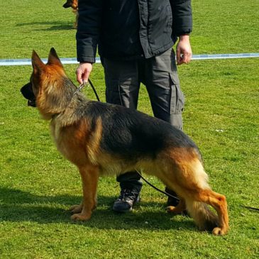 Vzrejni pregled in OZ – ŠKD Goričko, 14.03.2020